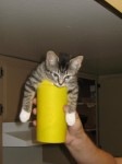 doug smoothie 5