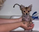 To Those Who Will Wonder Why I Murdered That Puppy
